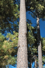 Pinus herrerae