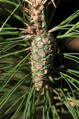 Pinus herrerae