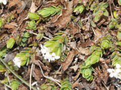 Pimelea oreophila hetera