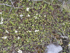 Pimelea oreophila hetera