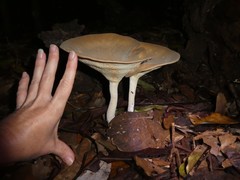 Pleurotus tuber-regium