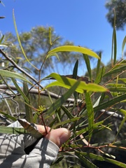 Eucalyptus viridis