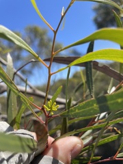 Eucalyptus viridis