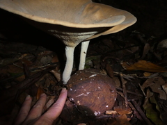 Pleurotus tuber-regium