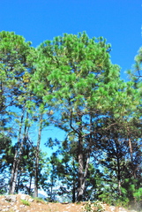 Pinus herrerae