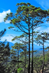 Pinus herrerae