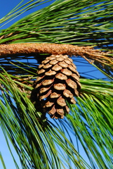 Pinus herrerae
