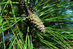 Pinus herrerae