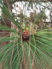 Pinaceae