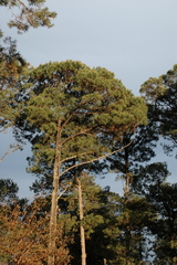 Pinus herrerae