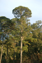 Pinus herrerae