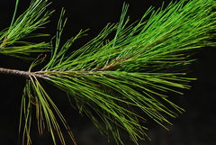 Pinus herrerae