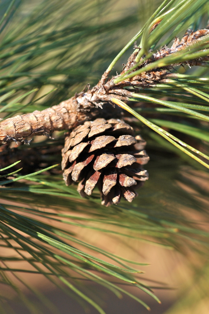 Herrera's pine