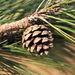 Herrera's Pine - Photo (c) Jeff Bisbee, some rights reserved (CC BY-NC), uploaded by Jeff Bisbee