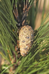 Pinus herrerae