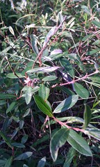 Salix repens repens