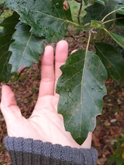 Quercus