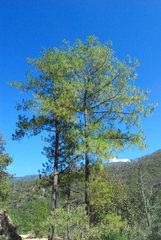 Pinus jaliscana