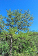 Pinus jaliscana