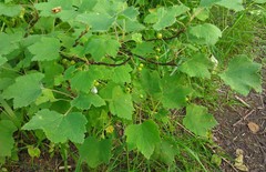 Ribes spicatum spicatum