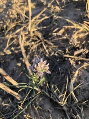 Liatris carrizana