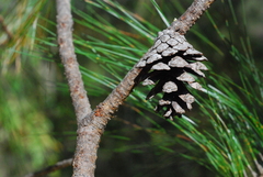 Pinus jaliscana
