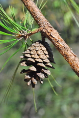 Pinus jaliscana