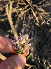 Liatris carrizana