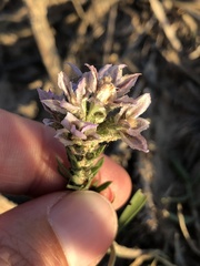 Liatris carrizana