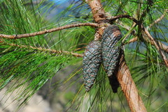 Pinus jaliscana