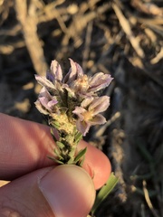 Liatris carrizana