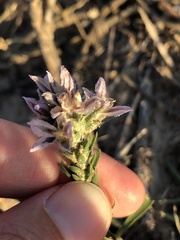 Liatris carrizana