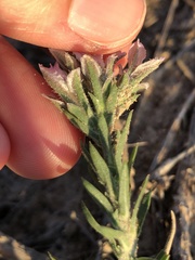 Liatris carrizana