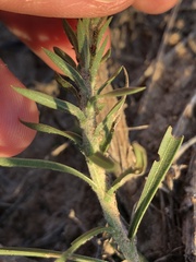 Liatris carrizana
