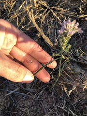Liatris carrizana