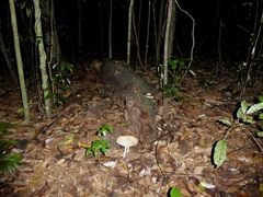 Pleurotus tuber-regium