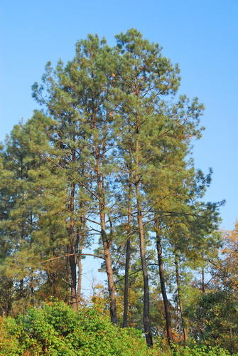 Lawson's pine