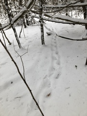 Pekania