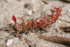 Rumex bucephalophorus gallicus