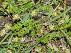 Chaerophyllum colensoi colensoi