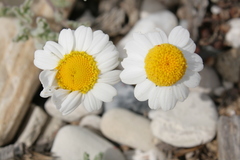 Anthemis tomentosa
