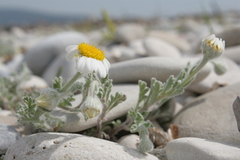 Anthemis tomentosa