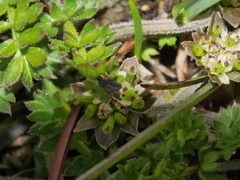 Chaerophyllum colensoi colensoi