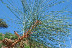 Pinus lawsonii