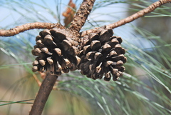 Pinus lawsonii