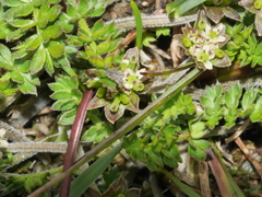 Chaerophyllum colensoi colensoi