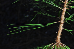Pinus lawsonii