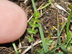Chaerophyllum colensoi colensoi