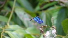 Zenithoptera fasciata