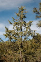 Pinus lumholtzii